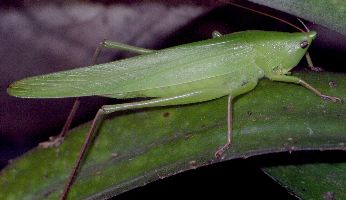 Neoconocephalus triops female