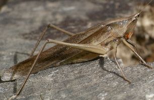 Neoconocephalus triops male