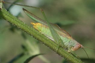 Orchelimum bullatum male