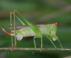 Orchelimum silvaticum female eating spermatophore