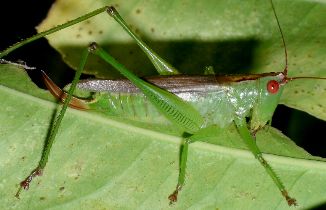 Orchelimum silvaticum female