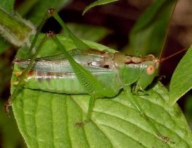 Orchelimum silvaticum male