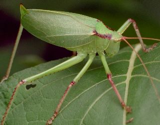 Paracyrtophyllus robustus female