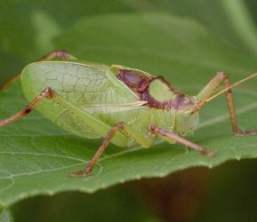 Paracyrtophyllus robustus male