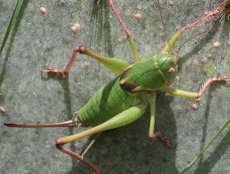 Pediodectes haldemani female