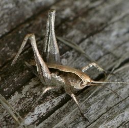 Pediodectes nigromarginatus nymph