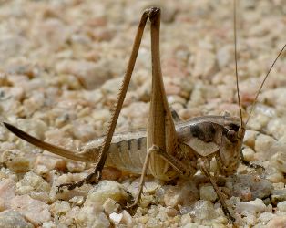 Pediodectes nigromarginatus female