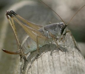 Pediodectes stevensonii female