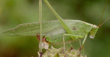 Scudderia furcata female eating spermatophore