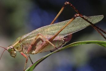 Scudderia furcata female