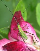 Scudderia furcata nymph early instar