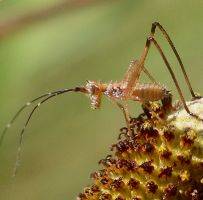 Scudderia furcata nymph early instar