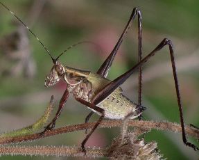 Scudderia furcata male nymph last instar