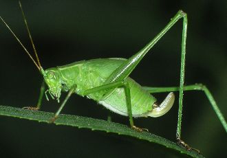 Scudderia furcata female nymph last instar