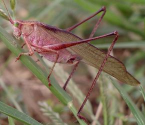 Scudderia furcata male