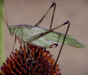 Scudderia furcata male