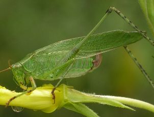 Scudderia furcata female