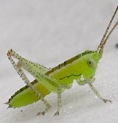 meadow katydid nymph early instar