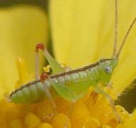 meadow katydid nymph early instar