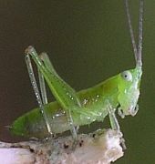 meadow katydid nymph early instar