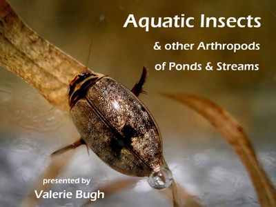 Aquatic Insects & Other Arthropods of Ponds & Streams