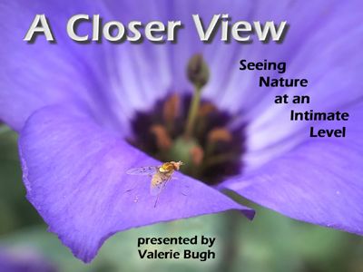 A Closer View ~ Seeing Nature at an Intimate Level